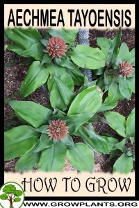 How to grow Aechmea tayoensis