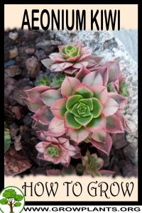How to grow Aeonium Kiwi