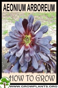 How to grow Aeonium arboreum