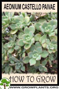 How to grow Aeonium castello paivae