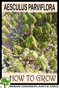 How to grow Aesculus parviflora