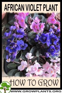How to grow African violet plant