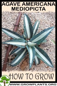 How to grow Agave americana Mediopicta