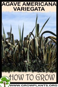 How to grow Agave americana Variegata