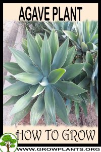 How to grow Agave plant