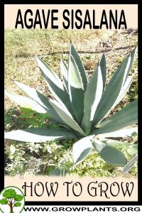 How to grow Agave sisalana
