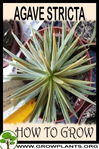 How to grow Agave stricta