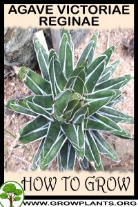 How to grow Agave victoriae reginae