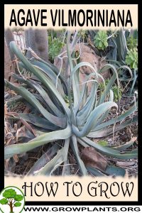 How to grow Agave vilmoriniana