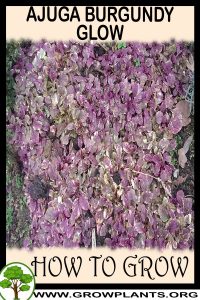 How to grow Ajuga burgundy glow