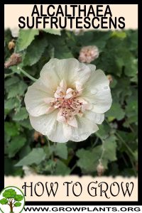 How to grow Alcalthaea suffrutescens