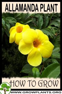 How to grow Allamanda