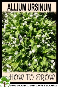 How to grow Allium ursinum