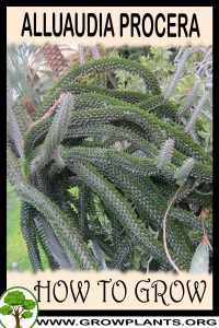 How to grow Alluaudia procera