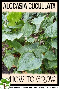 How to grow Alocasia cucullata
