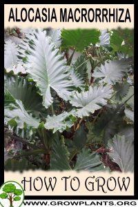 How to grow Alocasia macrorrhiza