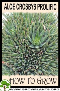 How to grow Aloe Crosbys Prolific