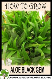 How to grow Aloe black gem