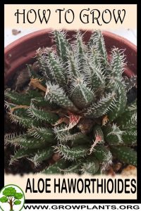 How to grow Aloe haworthioides