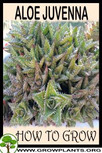 How to grow Aloe juvenna