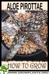 How to grow Aloe pirottae