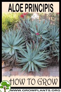 How to grow Aloe principis