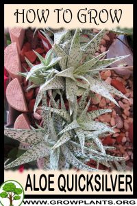 How to grow Aloe quicksilver