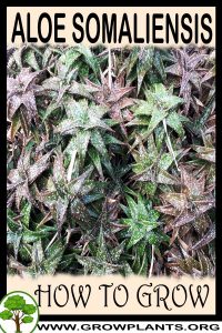 How to grow Aloe somaliensis