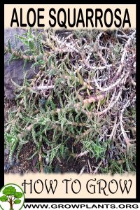 How to grow Aloe squarrosa