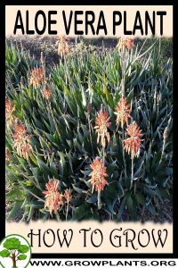 How to grow Aloe vera plant