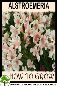How to grow Alstroemeria