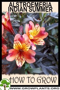 How to grow Alstroemeria indian summer
