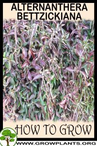 How to grow Alternanthera bettzickiana