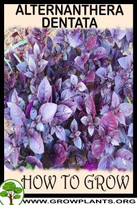 How to grow Alternanthera dentata