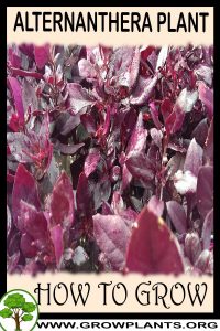 How to grow Alternanthera plant