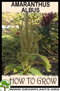 How to grow Amaranthus albus