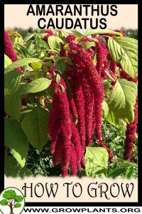 How to grow Amaranthus caudatus