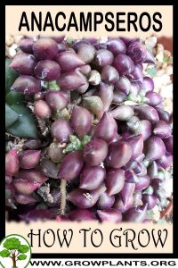 How to grow Anacampseros