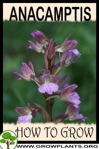 How to grow Anacamptis