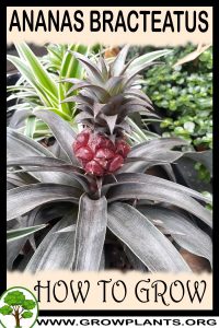 How to grow Ananas bracteatus