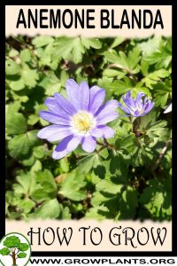 How to grow Anemone blanda