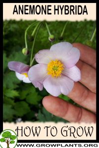How to grow Anemone hybrida