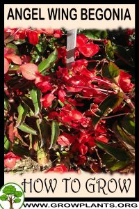 How to grow Angel wing Begonia