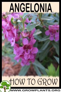How to grow Angelonia