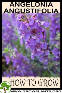 How to grow Angelonia angustifolia