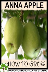 How to grow Anna Apple