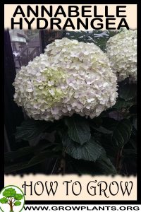 How to grow Annabelle Hydrangea