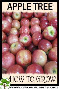 How to grow Apple tree