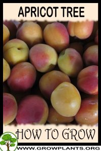 How to grow Apricot tree