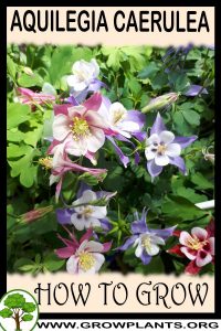 How to grow Aquilegia caerulea